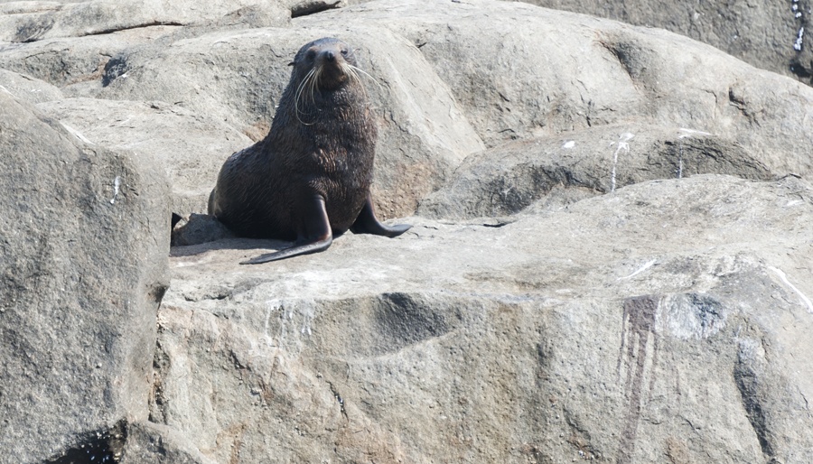 new zealand fur seal south australia
