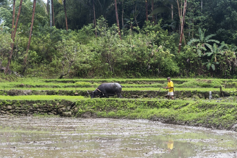 bohol buffalo plough philippines