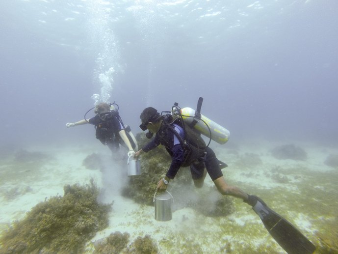 diving bohol cleaning up