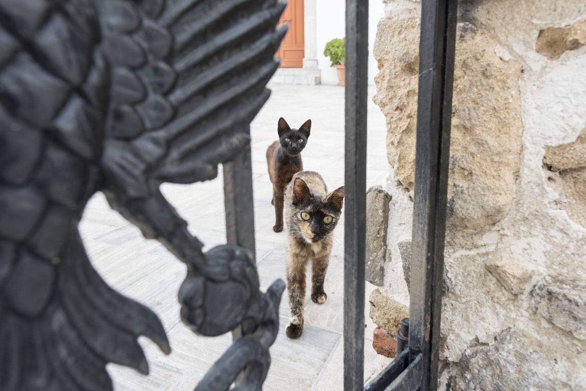 greek island cats 2