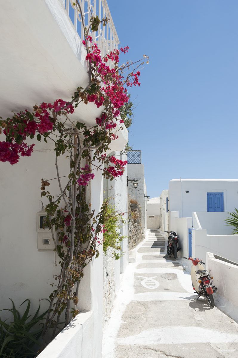 bougainvillea greek islands