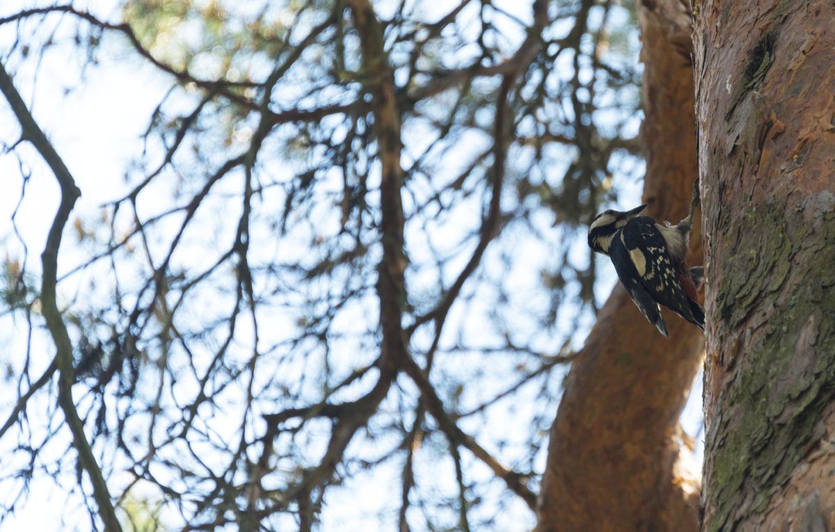 iso linnanmaki fortress porvoo woodpecker
