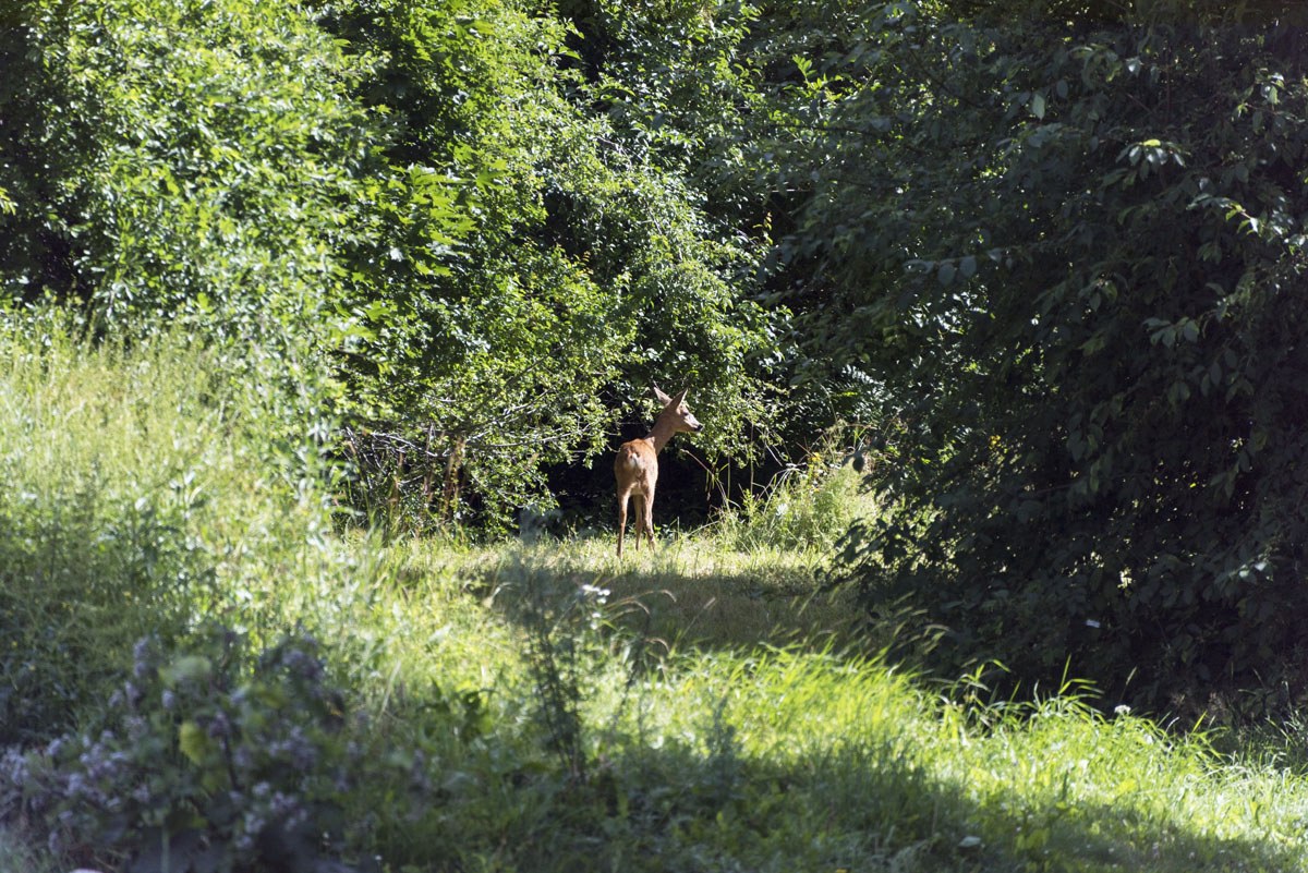 eco village stockholm deer