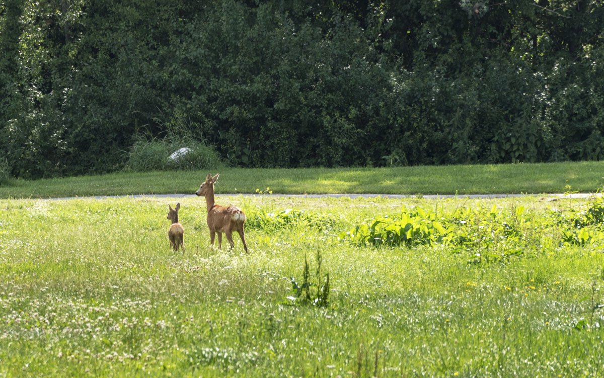 green stockholm deer family