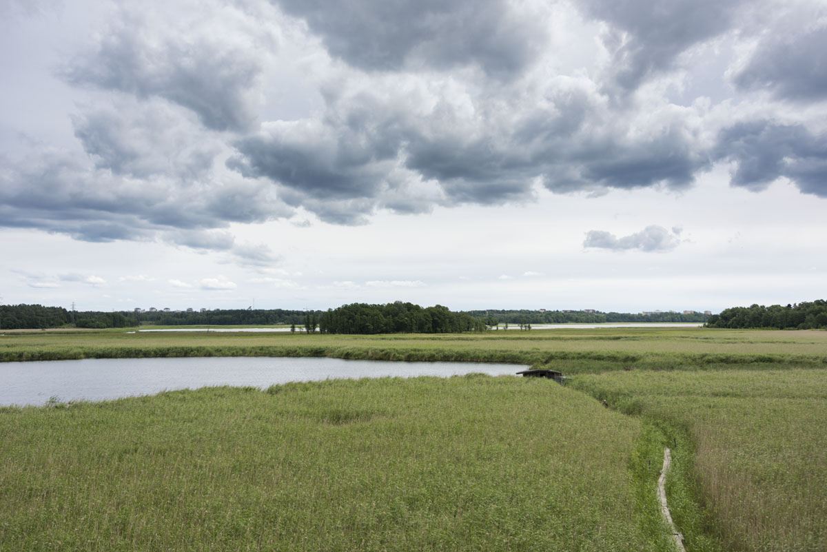 lammasaari swamps