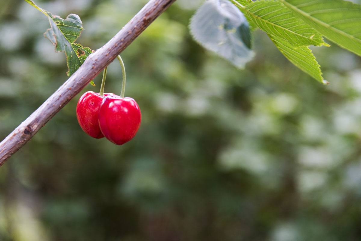 stockholm eco village cherries