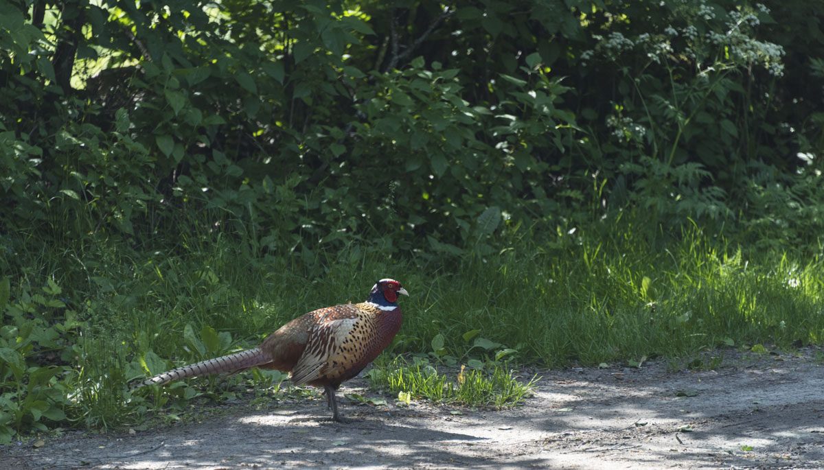 pheasant sipoonkorpi