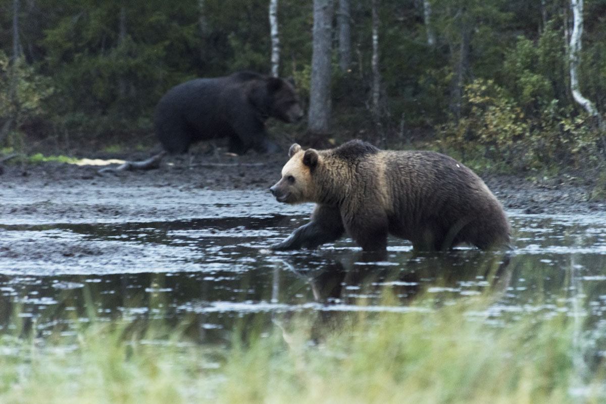 stopover-in-finland-kuusamo-bear-1