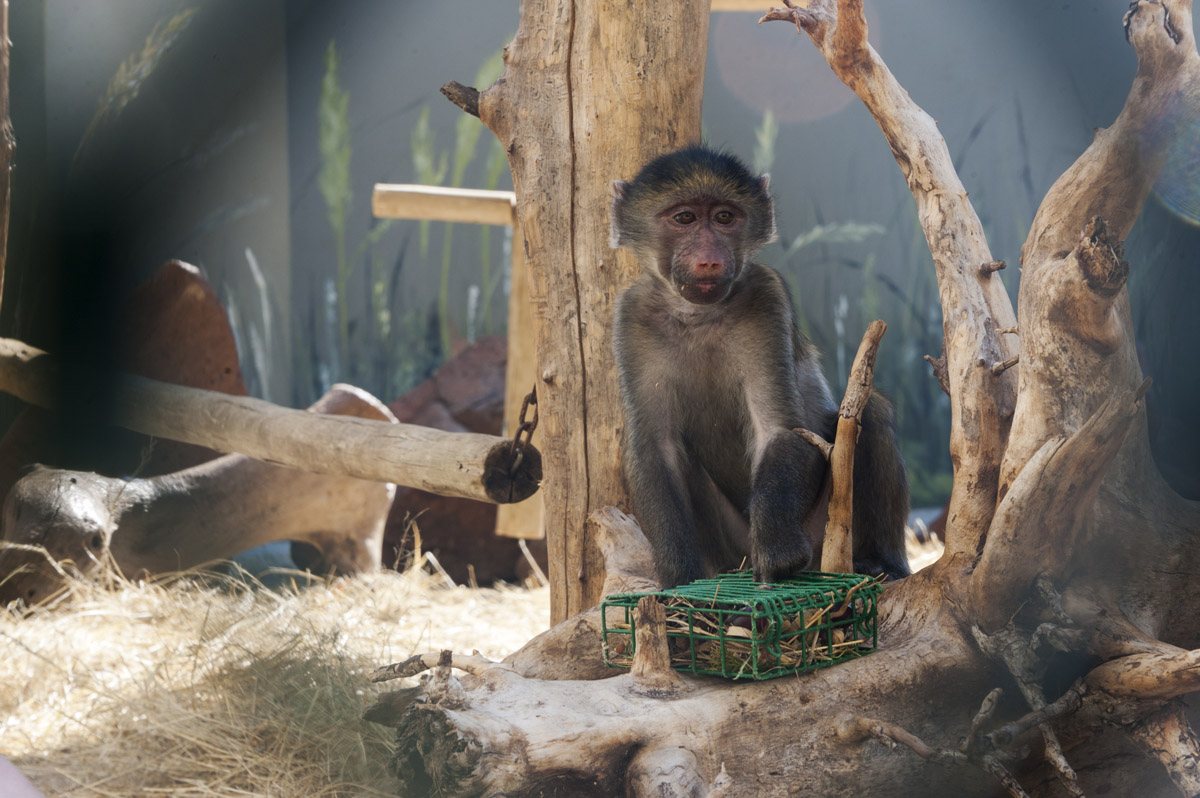 care baboons baby