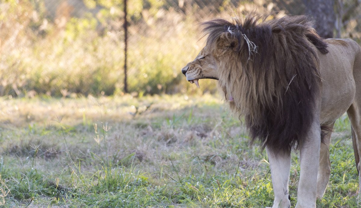 moholoholo lion