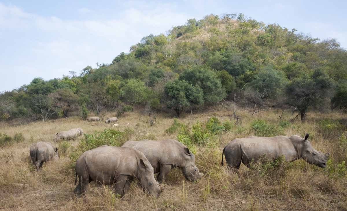 Rhino Sanctuary in South Africa - Care for Wild Africa