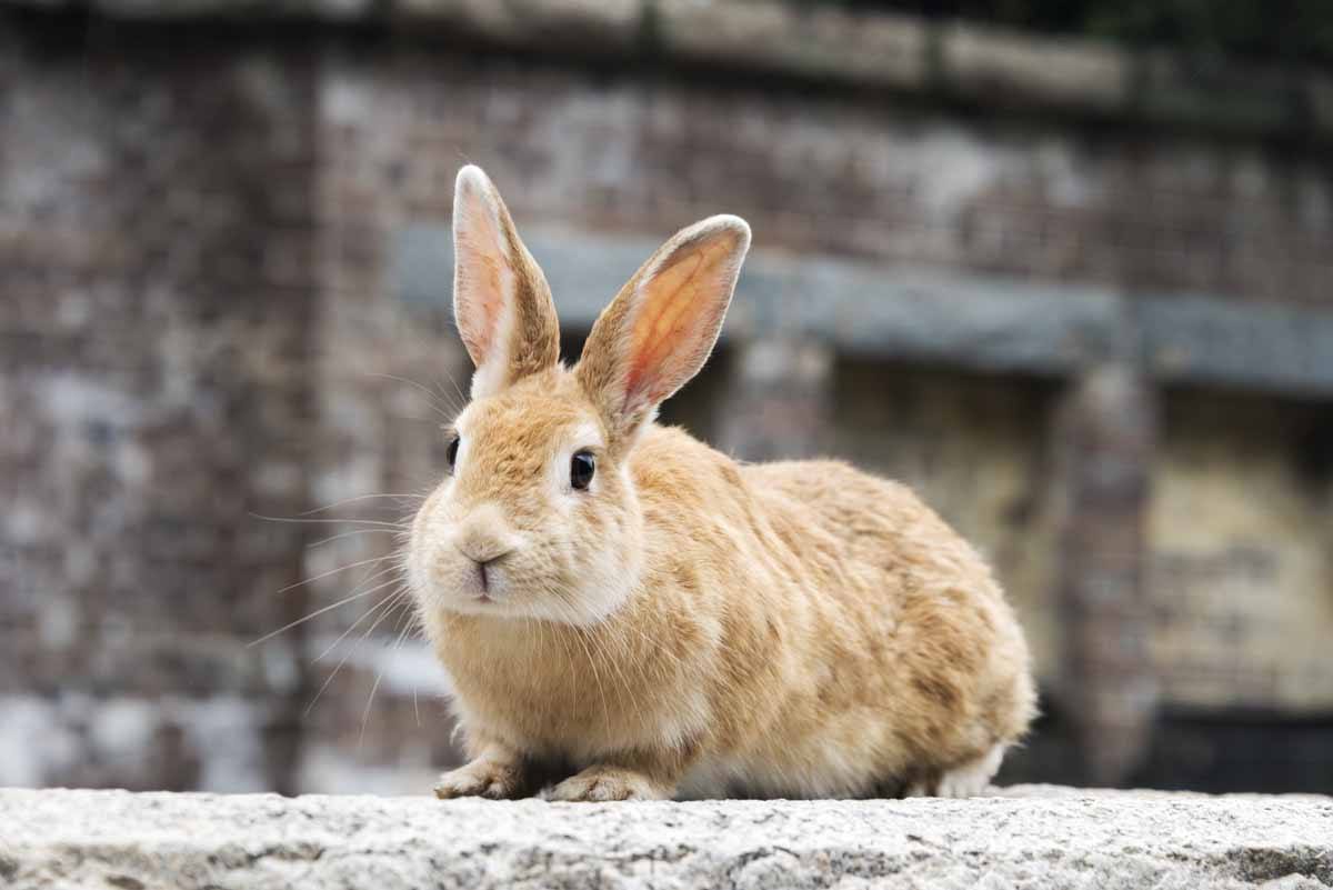 japanese hare lepus brachyurus