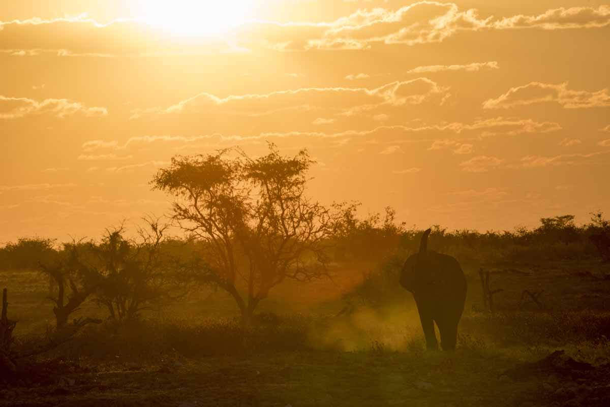 elephant sunset okaukuejo