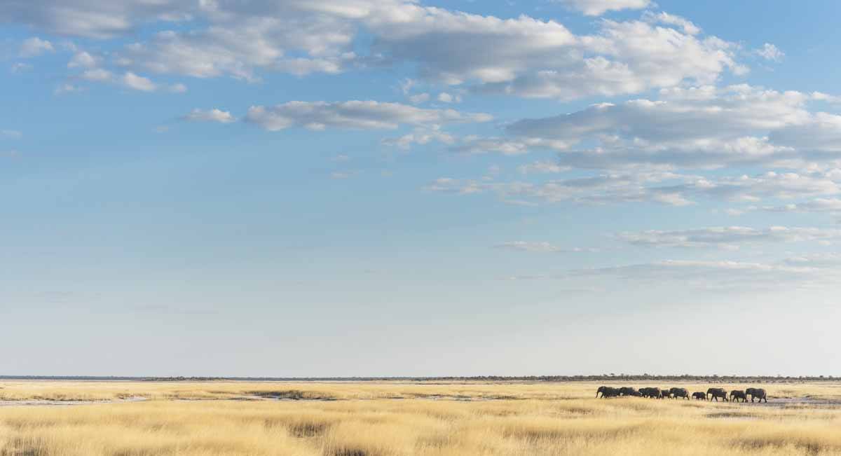 elephants in the savannah etosha namibia