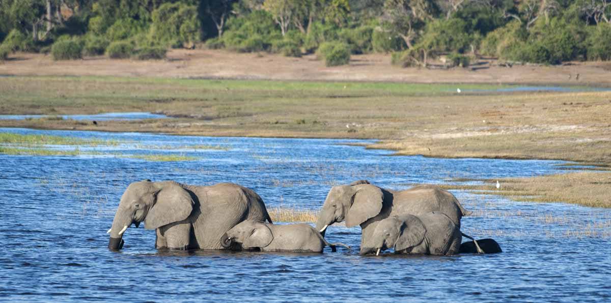 elephants swimming chobe