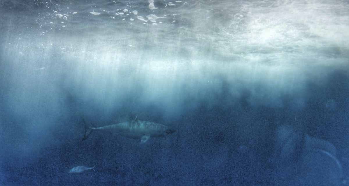 ethical shark diving australia
