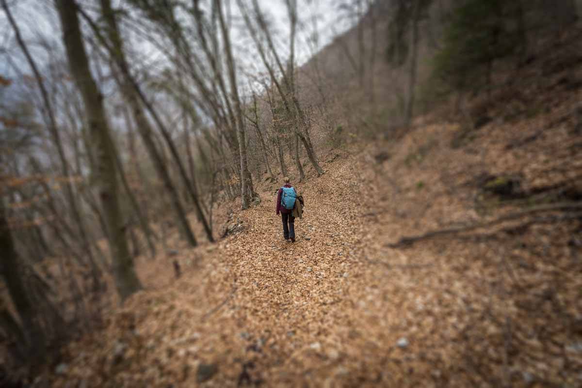 rifugio san pietro forest path