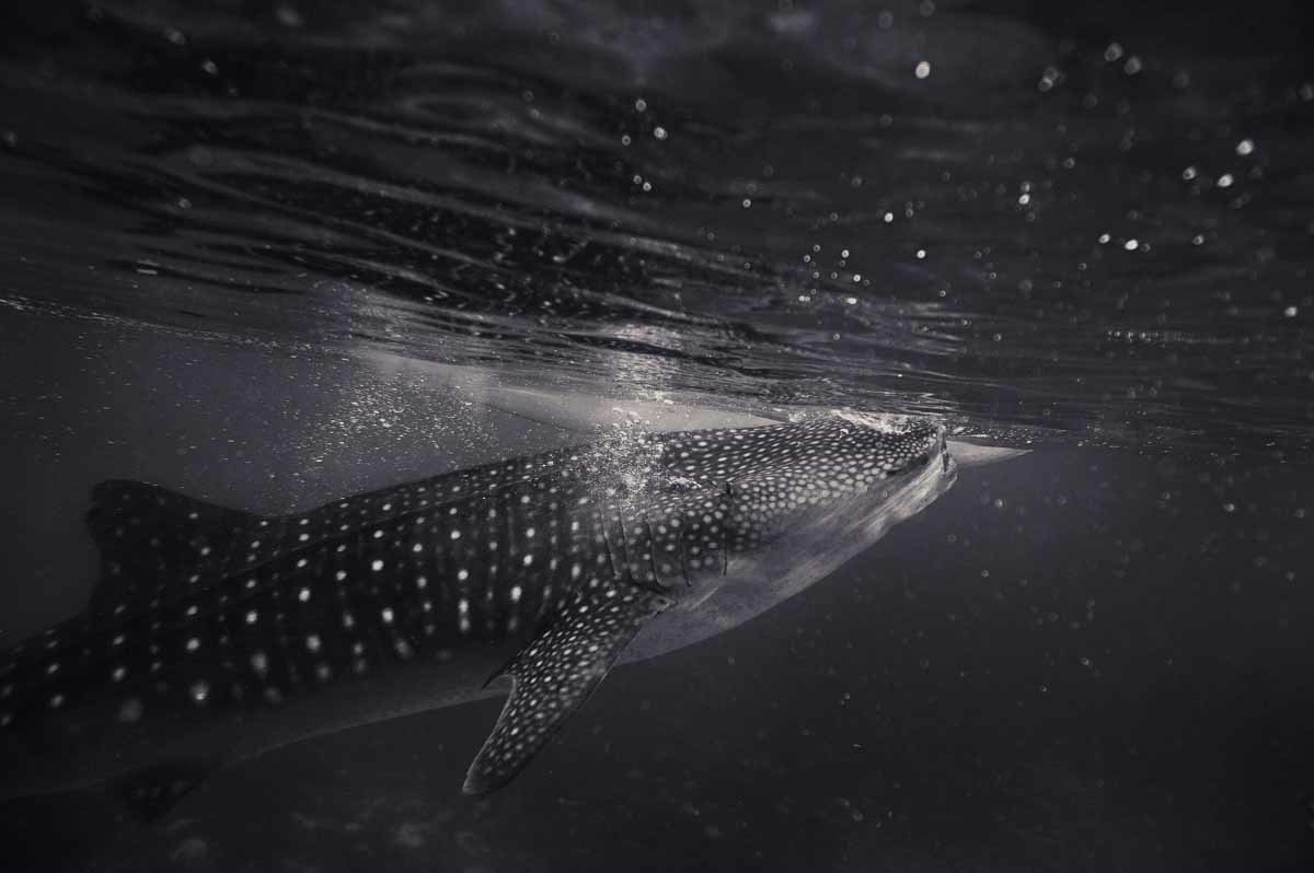 Swimming With Whale Sharks In Isla Holbox Mexico The Crowded Planet