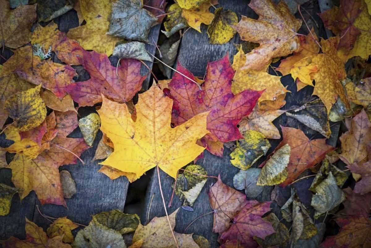 latvia autumn colours