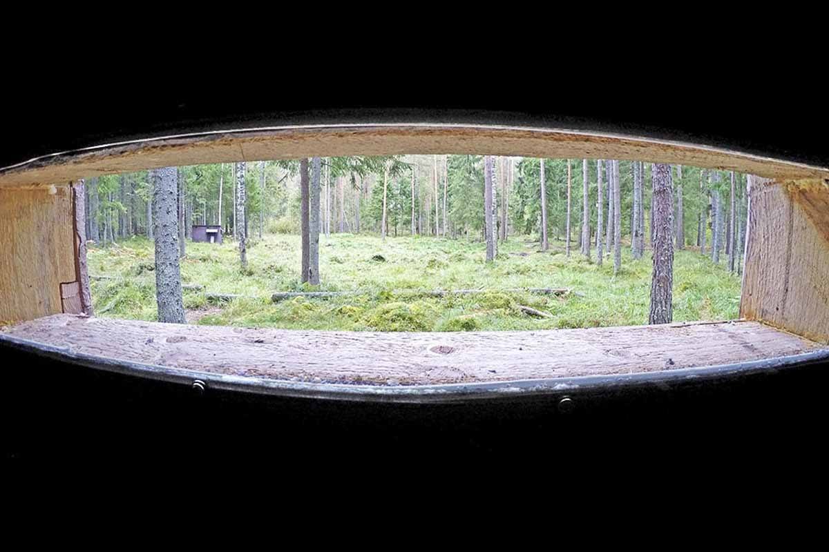 Estonia-bear-watching alutaguse