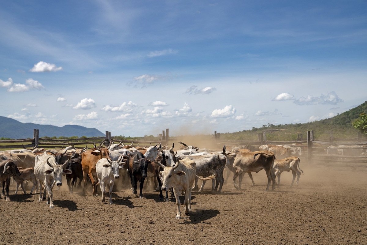 cows corral guyana ranch