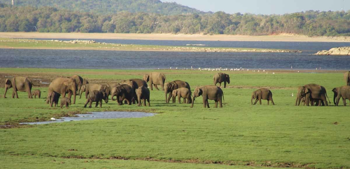 elephant gathering kaudulla national park