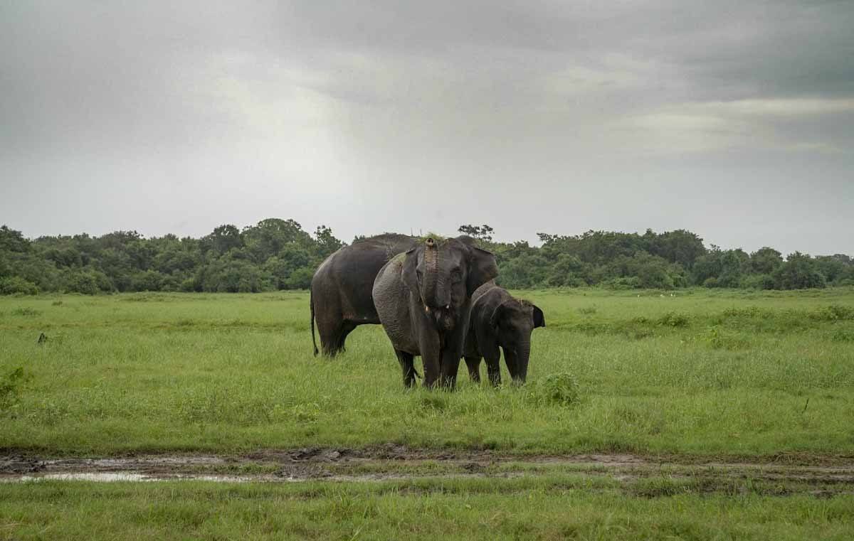 elephant trunk up kaudulla