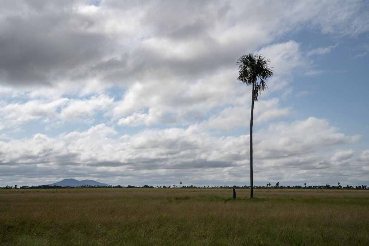 guyana rupununi lone palm