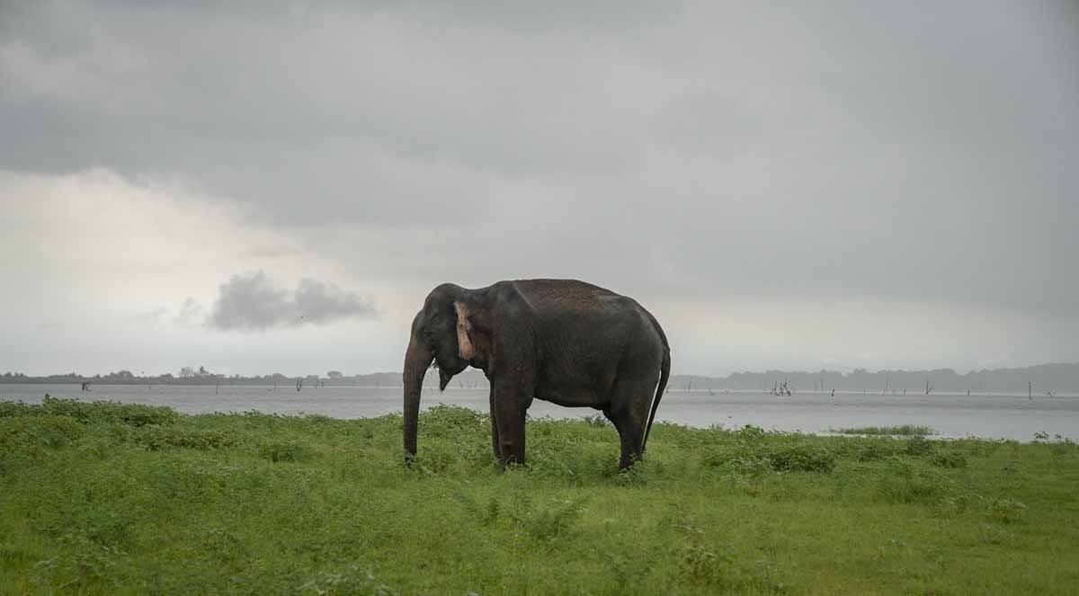 lone elephant kaudulla