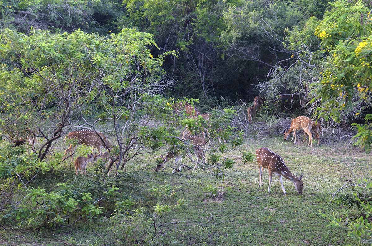 yala sri lanka spotted deer