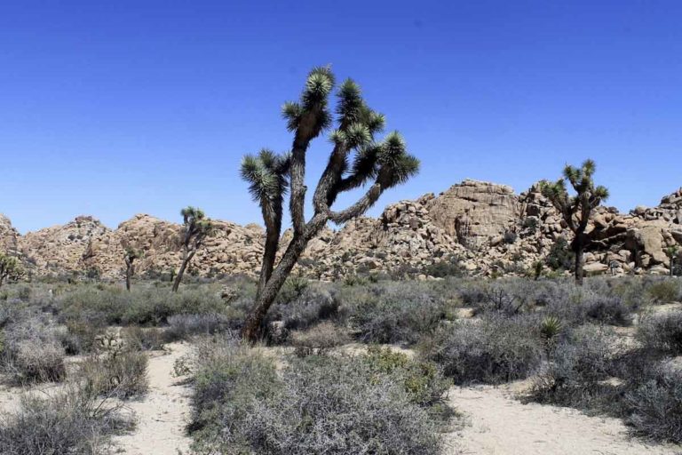 What To Do in Joshua Tree in Winter - The Crowded Planet