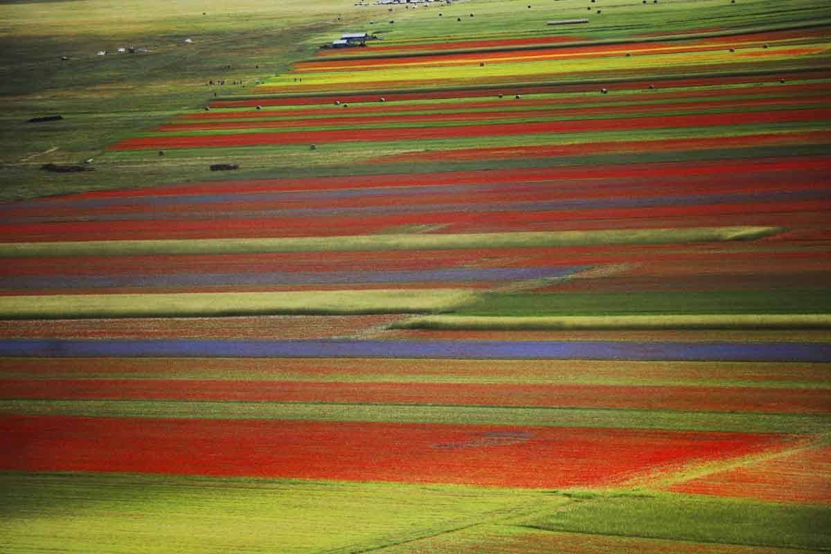 castelluccio italie en juin